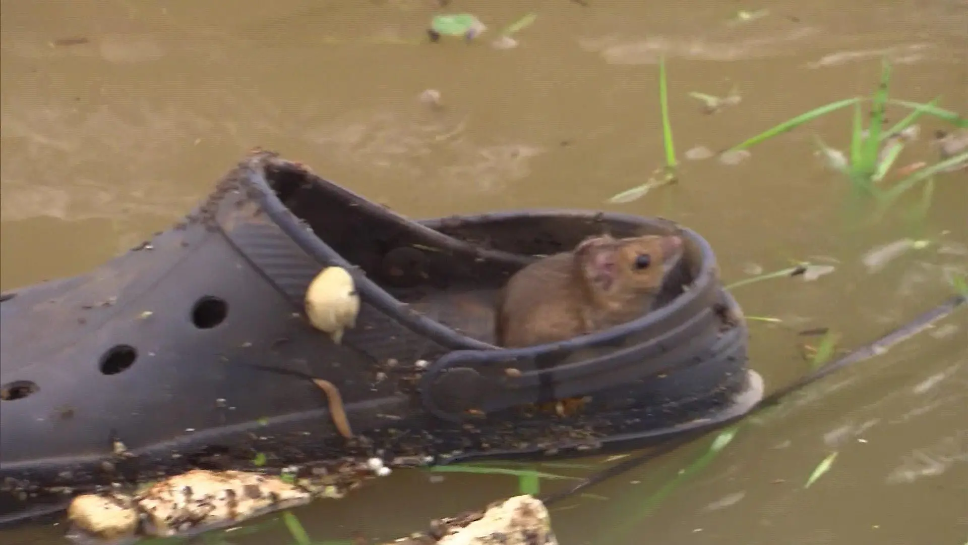 Maus rettet sich in der Flut auf einen Schuh