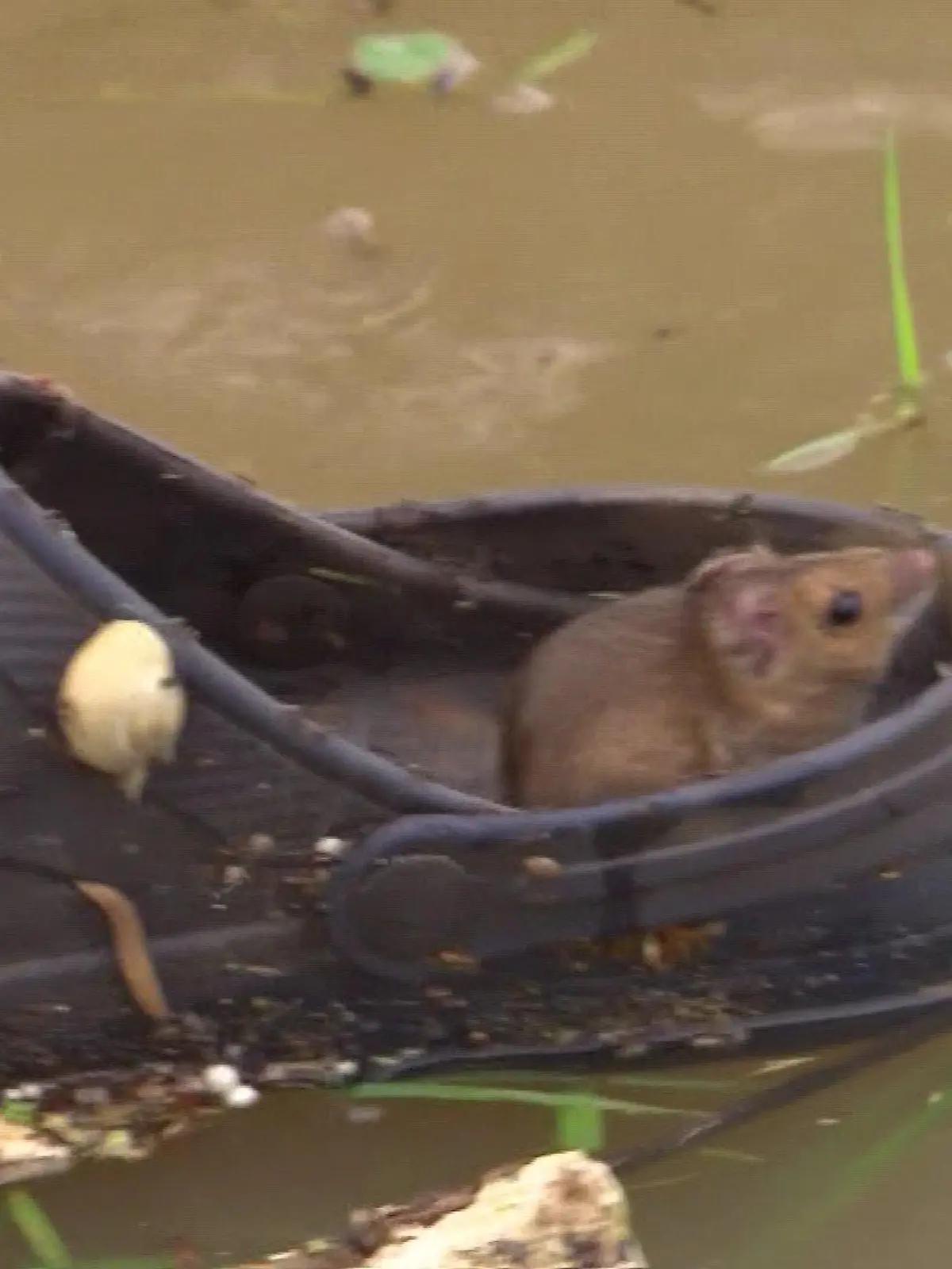 Maus rettet sich in der Flut auf einen Schuh