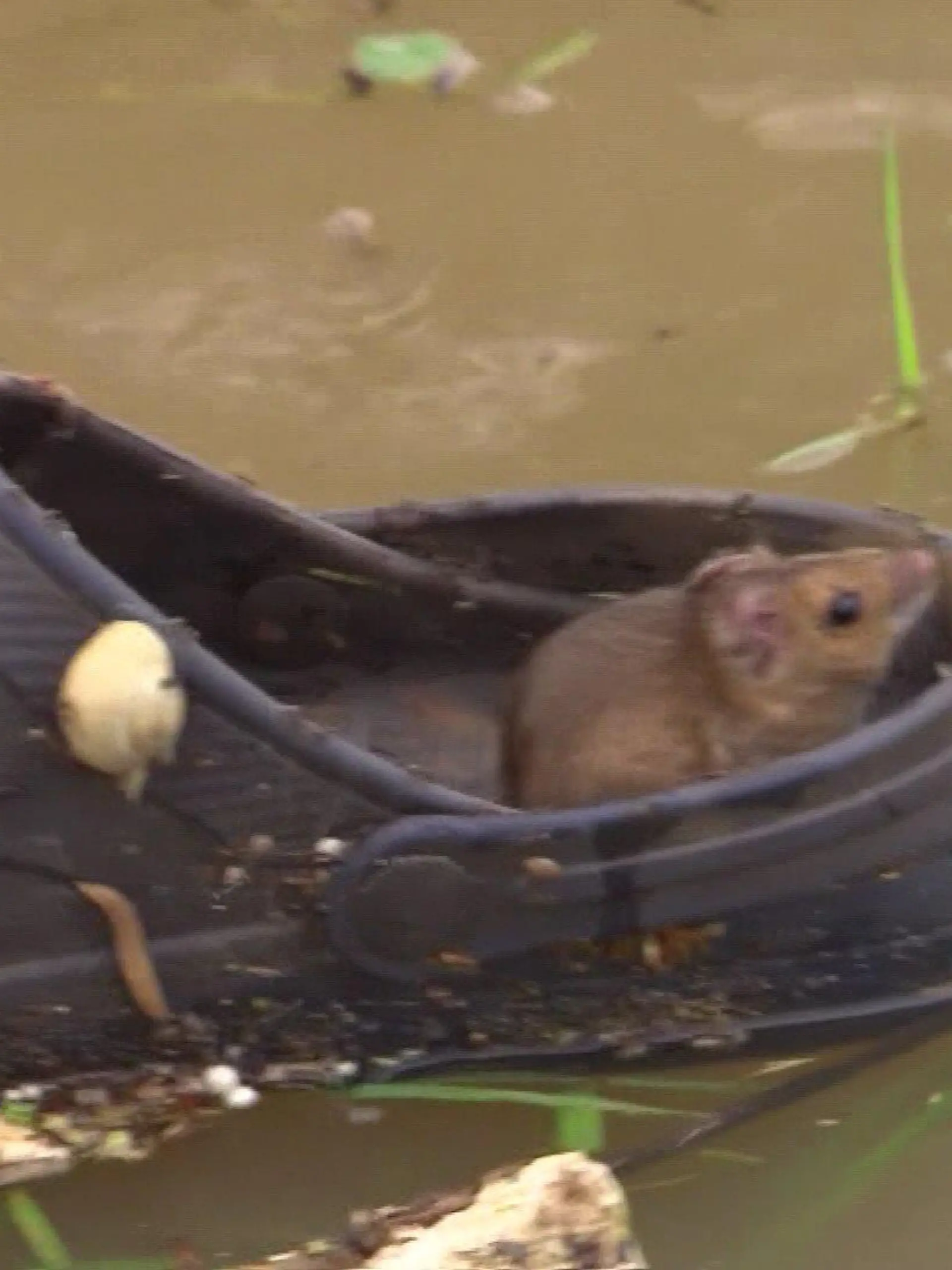 Maus rettet sich in der Flut auf einen Schuh