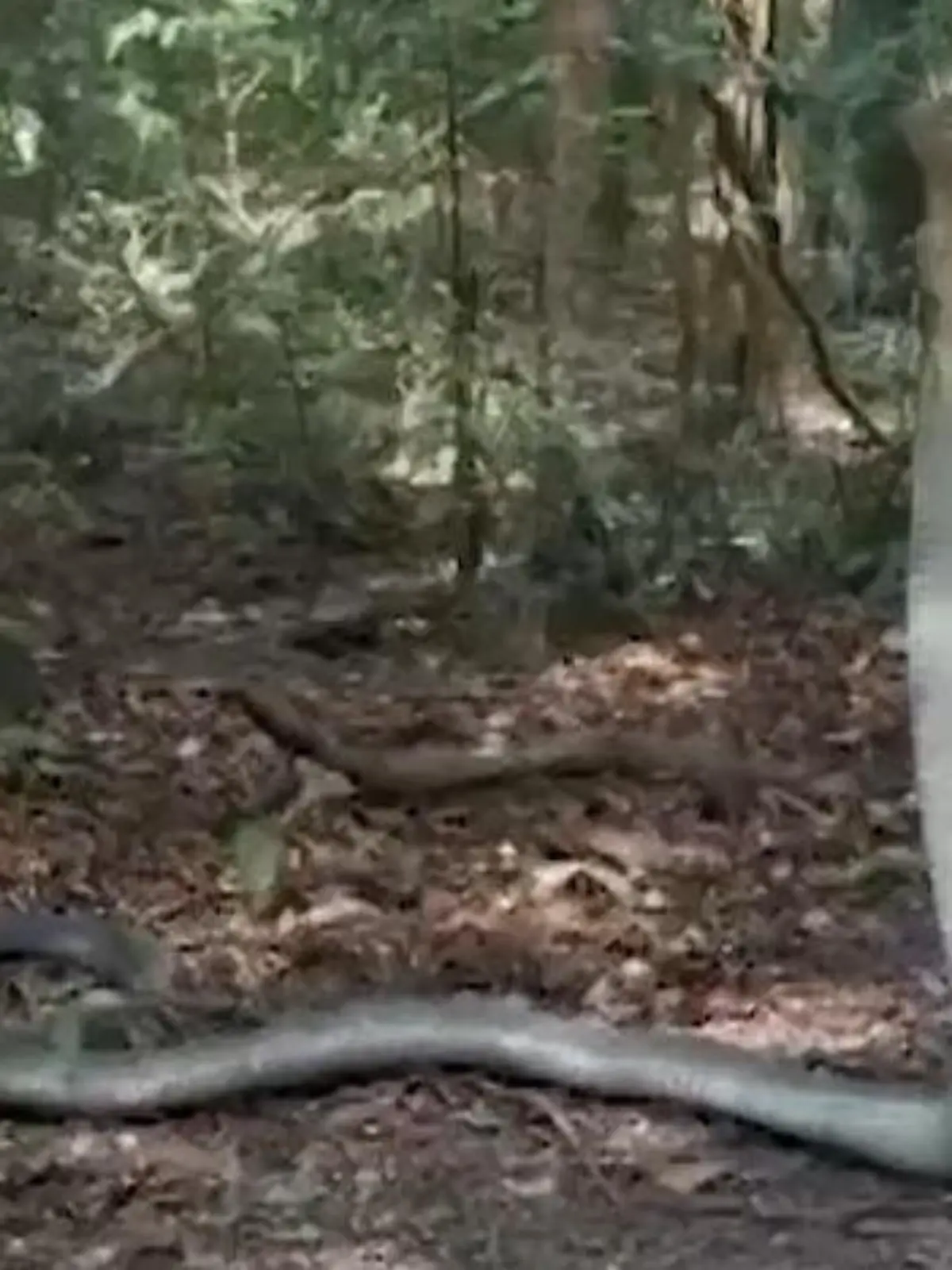 Bild zu: "Königskobra im Angriffsmodus! Studentin plötzlich Auge in Auge mit tödlicher Giftschlange"