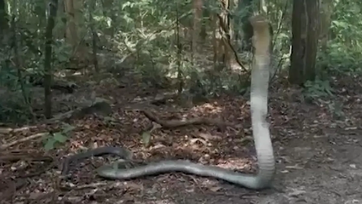 Königskobra im Angriffsmodus! Studentin plötzlich Auge in Auge mit tödlicher Giftschlange Im thailändischen Dschungel