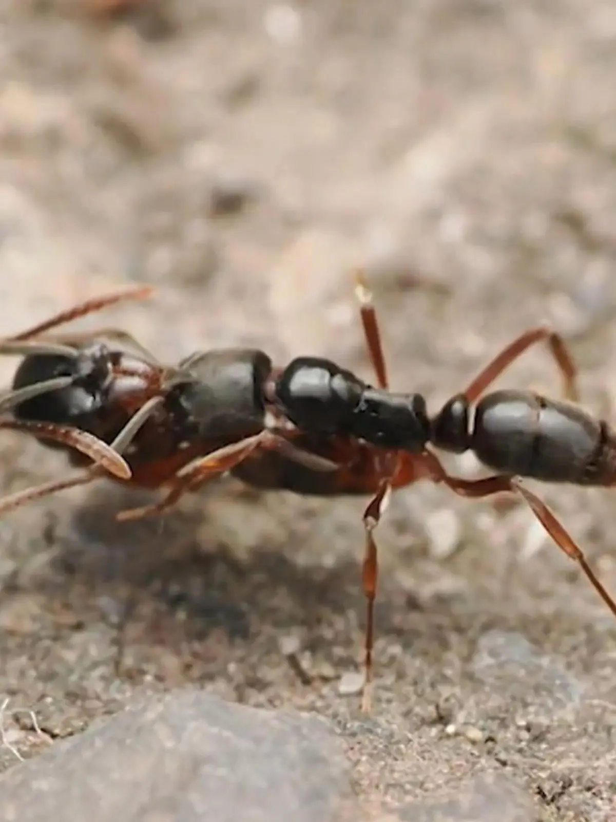 Bild zu: "Diese Ameise kann lebensbedrohliche Reaktionen auslösen"