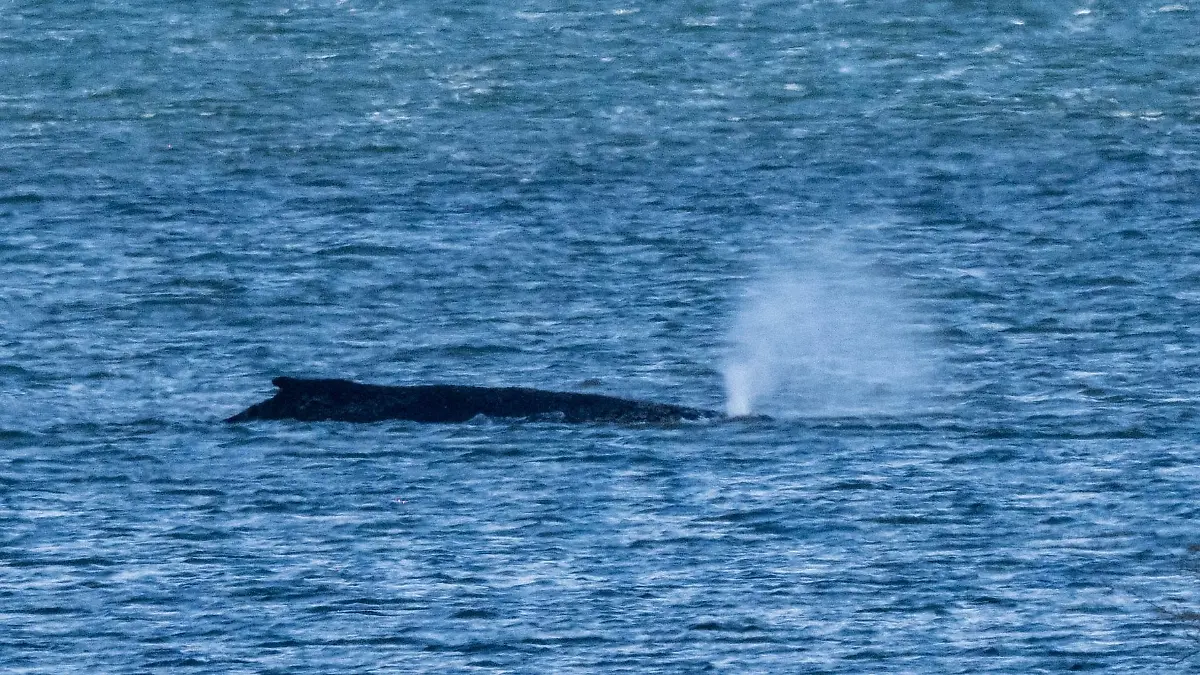 Bild zu: "Experte sicher: Vor Wismar festliegender Wal wird vor Ort sterben"
