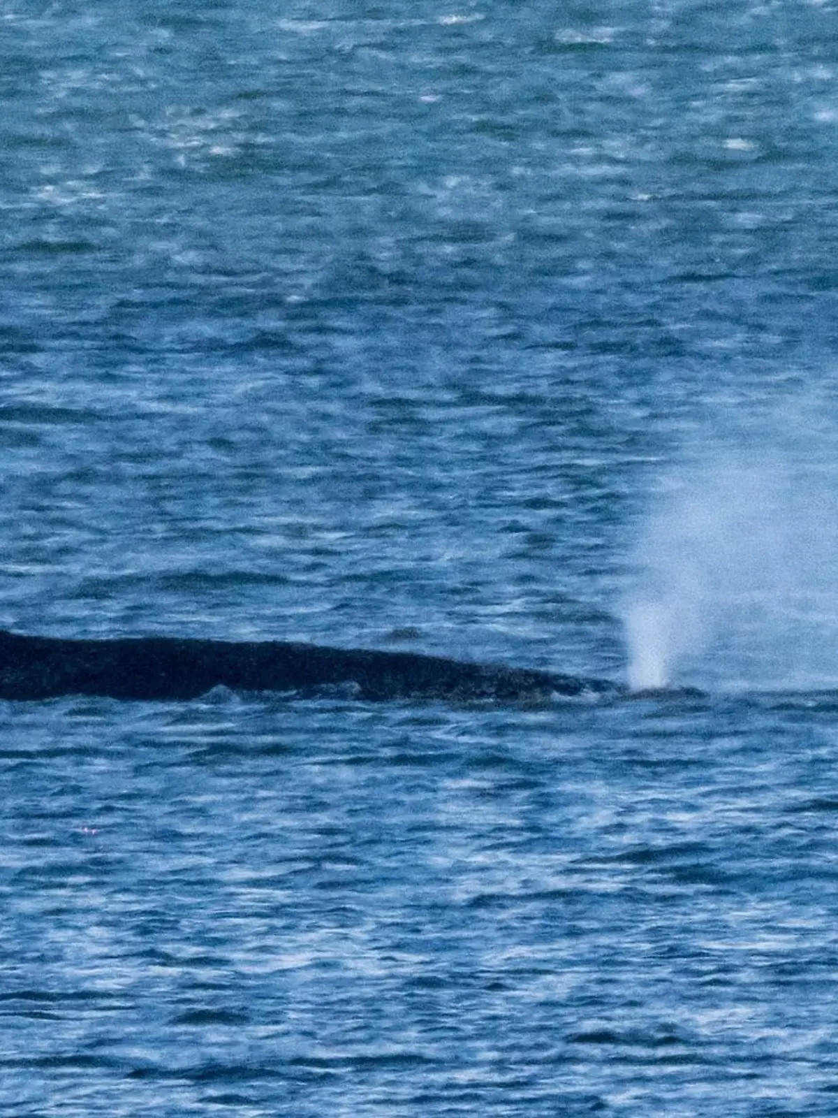 Bild zu: "Experte sicher: Vor Wismar festliegender Wal wird vor Ort sterben"