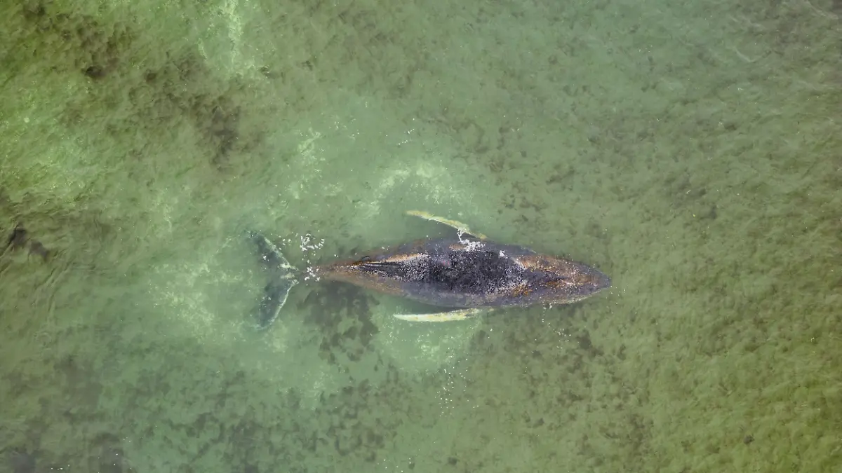 Die Rettungsversuche für den vor Wismar erneut gestrandeten Buckelwal werden eingestellt. 