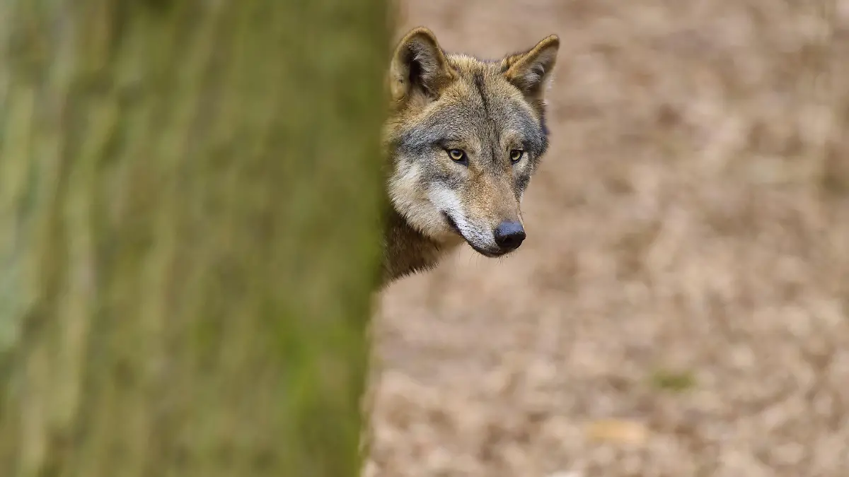 Wolf schaut neugierig um einen Baum im Wald, laubbedeckter Boden, Wolf (Canis Lupus), Deutschland