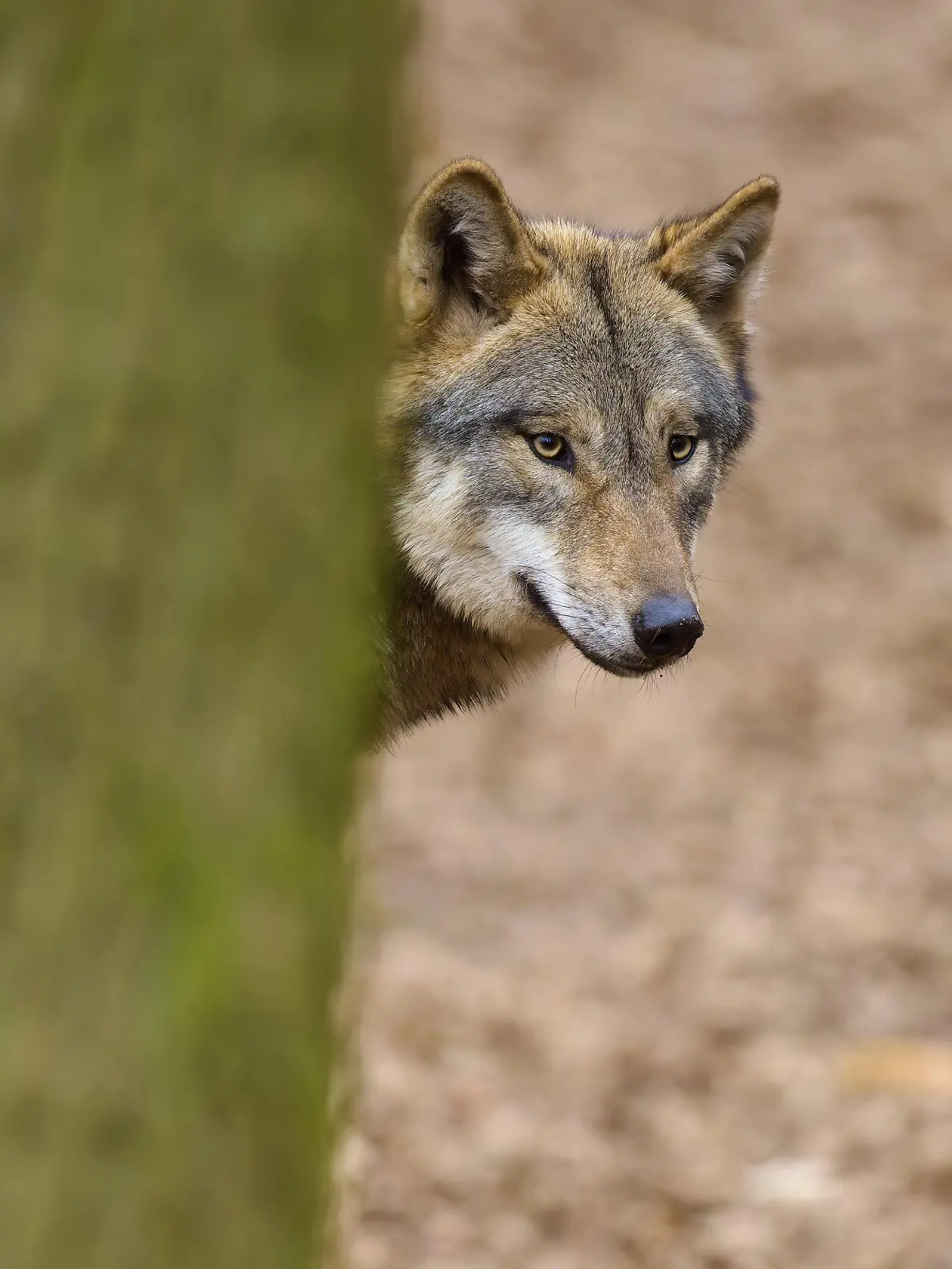 Wolf schaut neugierig um einen Baum im Wald, laubbedeckter Boden, Wolf (Canis Lupus), Deutschland