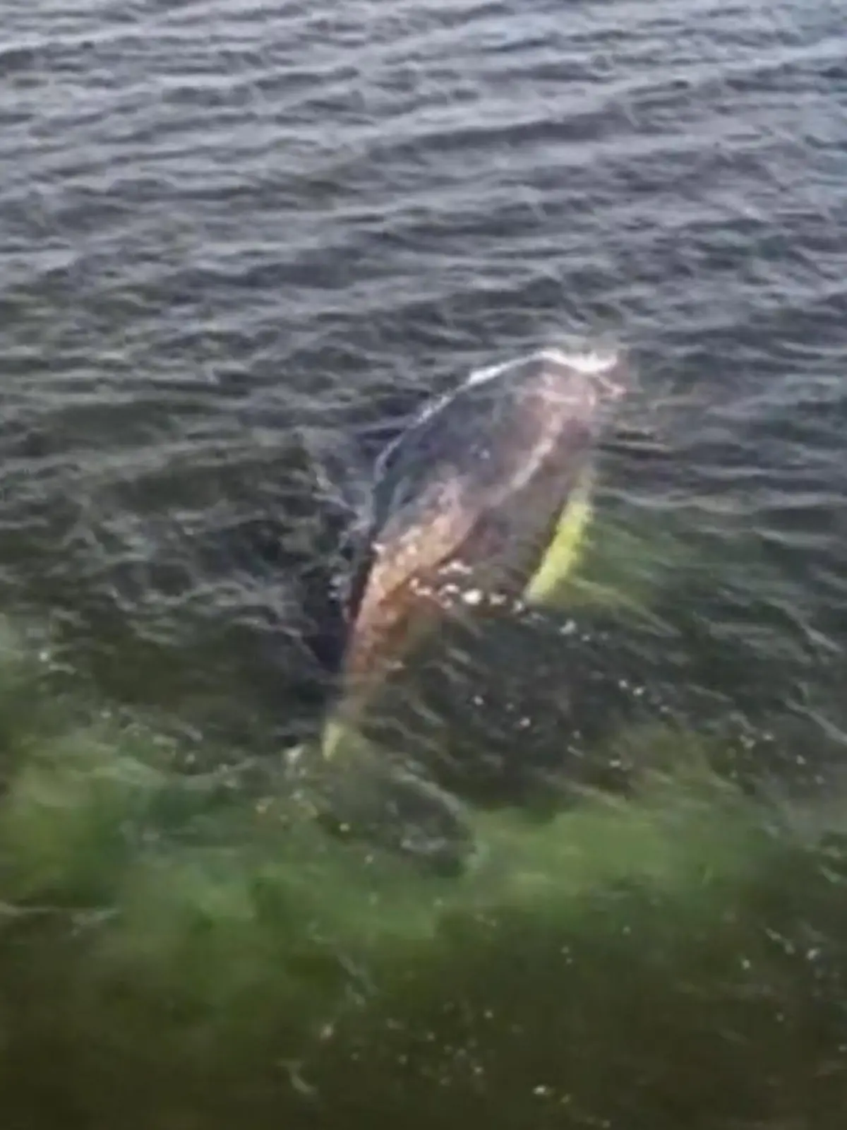 Bild zu: "Keine Hoffnung mehr für Timmy! Junger Buckelwal wird vor Ort sterben"