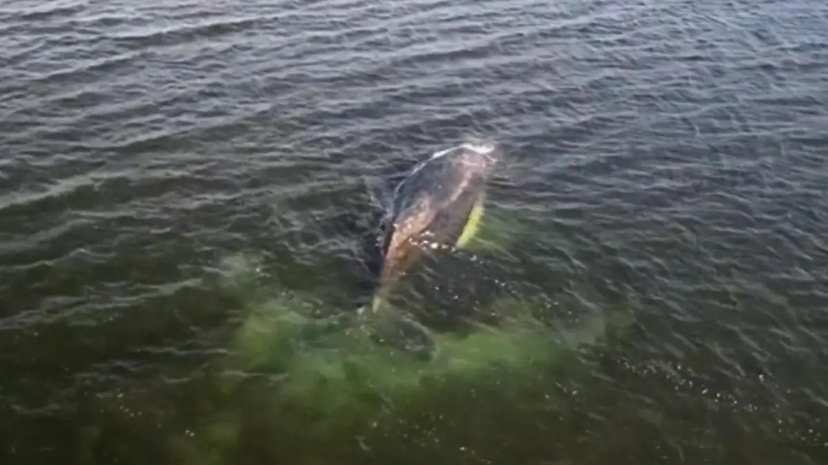 Keine Hoffnung mehr für Timmy! Junger Buckelwal wird vor Ort sterben Vor Wismar gestrandet