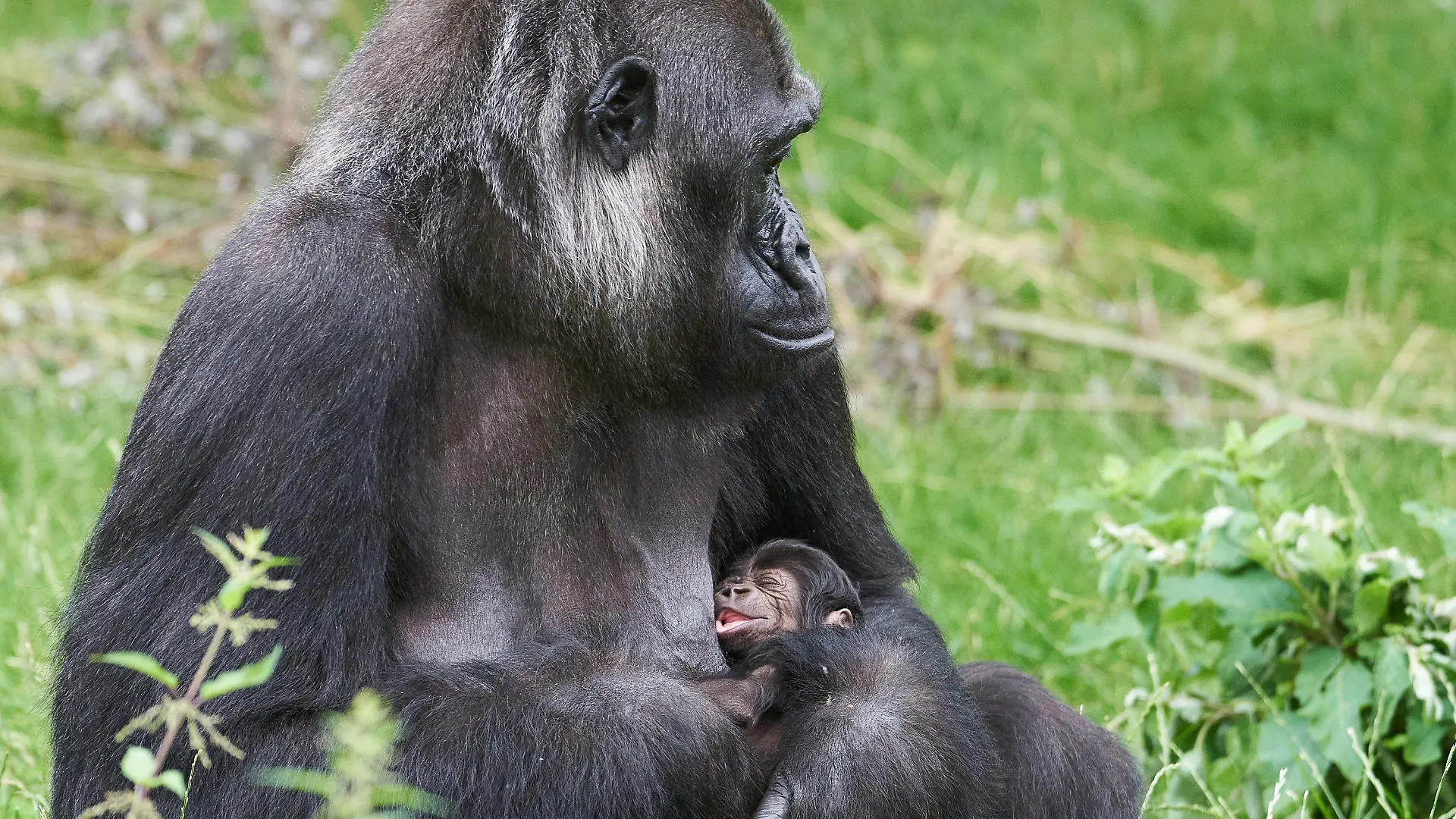 HANDOUT - 16.07.2021, Nordrhein-Westfalen, Krefeld: Gorilla-Frau «Muna» mit ihrem noch namenlosen Nachwuchs im Krefelder Zoo. Der Junge war am 14. Juli geboren worden. Vater ist der Silberrücken «Kidogo». Foto: Vera Gorissen/Zoo Krefeld/dpa - ACHTUNG: Nur zur redaktionellen Verwendung im Zusammenhang mit der aktuellen Berichterstattung und nur mit vollständiger Nennung des vorstehenden Credits +++ dpa-Bildfunk +++
