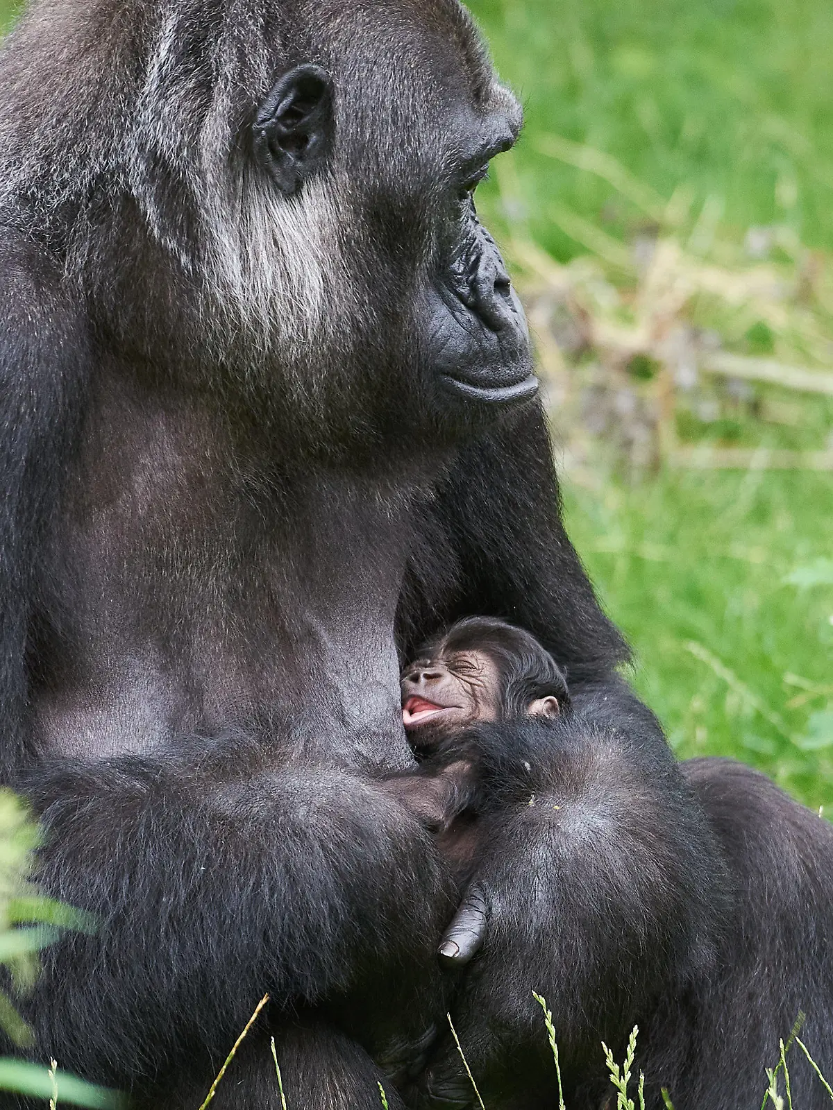 HANDOUT - 16.07.2021, Nordrhein-Westfalen, Krefeld: Gorilla-Frau «Muna» mit ihrem noch namenlosen Nachwuchs im Krefelder Zoo. Der Junge war am 14. Juli geboren worden. Vater ist der Silberrücken «Kidogo». Foto: Vera Gorissen/Zoo Krefeld/dpa - ACHTUNG: Nur zur redaktionellen Verwendung im Zusammenhang mit der aktuellen Berichterstattung und nur mit vollständiger Nennung des vorstehenden Credits +++ dpa-Bildfunk +++