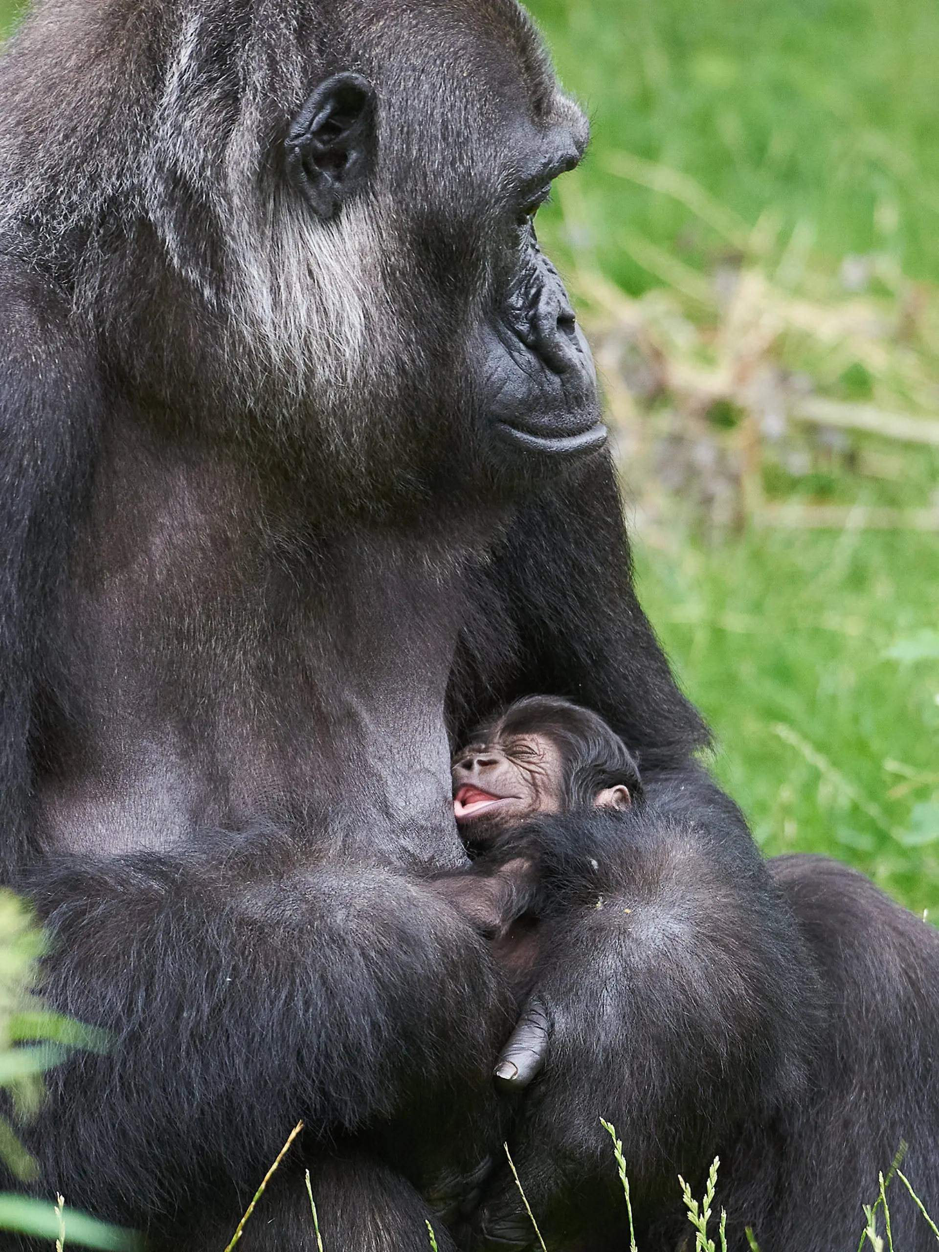 HANDOUT - 16.07.2021, Nordrhein-Westfalen, Krefeld: Gorilla-Frau «Muna» mit ihrem noch namenlosen Nachwuchs im Krefelder Zoo. Der Junge war am 14. Juli geboren worden. Vater ist der Silberrücken «Kidogo». Foto: Vera Gorissen/Zoo Krefeld/dpa - ACHTUNG: Nur zur redaktionellen Verwendung im Zusammenhang mit der aktuellen Berichterstattung und nur mit vollständiger Nennung des vorstehenden Credits +++ dpa-Bildfunk +++