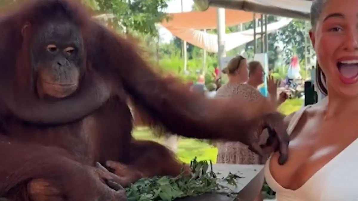 Skandal bei Touri-Attraktion? Grapsch-Affe fasst Erotik-Model an die Brust OnlyFans-Star feierts, das Netz tobt