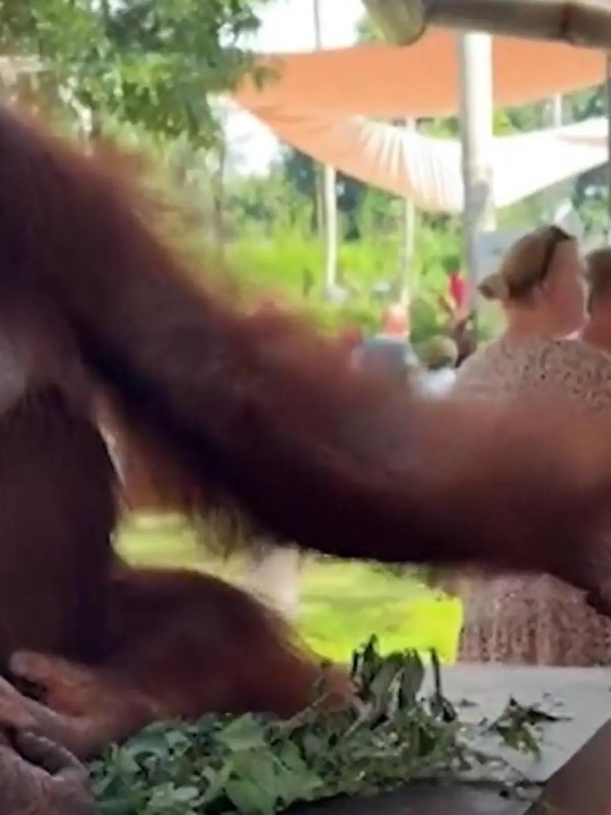 Bild zu: "Skandal bei Touri-Attraktion? Grapsch-Affe fasst Erotik-Model an die Brust"