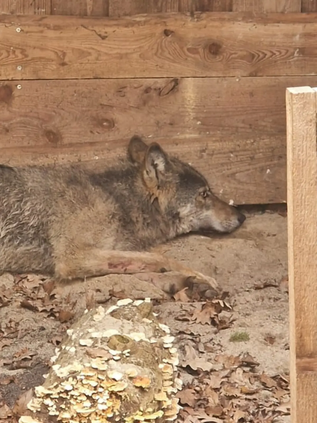 Wie geht es jetzt mit dem Hamburger Wolf weiter?