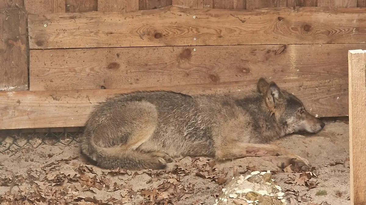 Wie geht es jetzt mit dem Hamburger Wolf weiter?