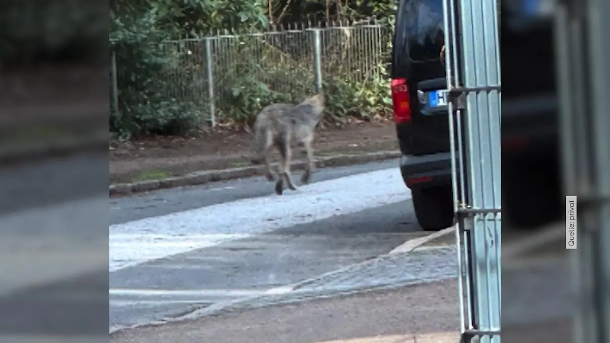 Wie geht es für den Hamburger Wolf weiter? Experten sind sich uneinig