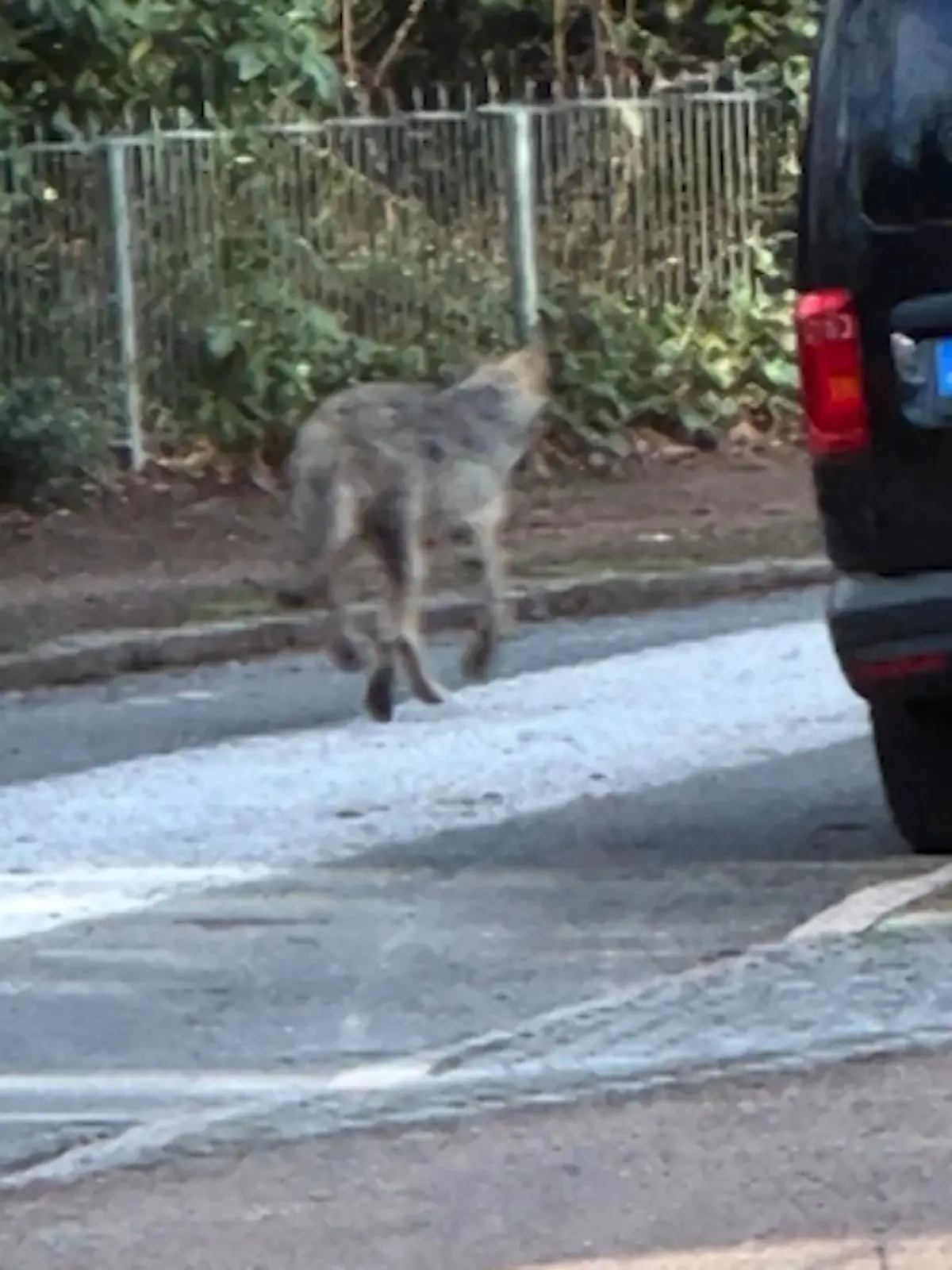 Bild zu: "Wie geht es für den Hamburger Wolf weiter?"
