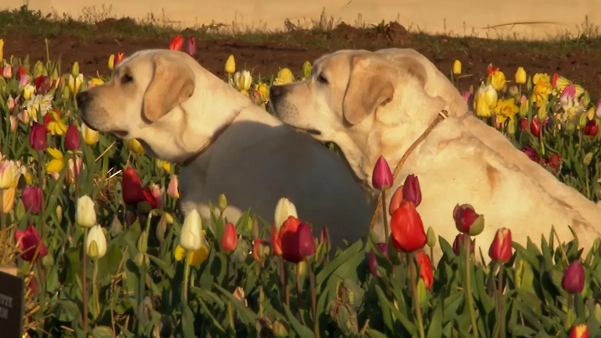 Private Fotoslots für perfekte Aufnahmen Tulpenfotos in der Eifel