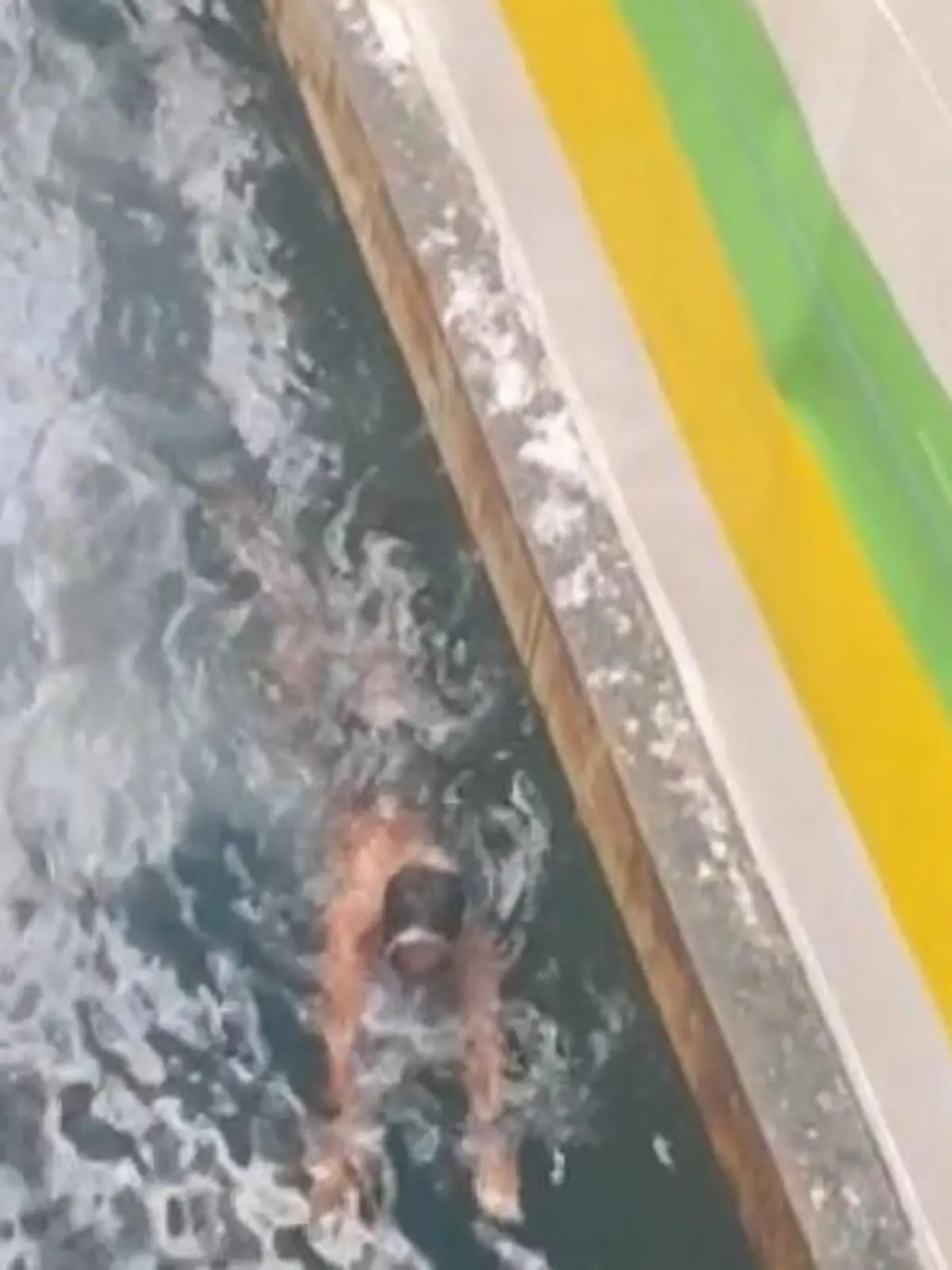 Bild zu: "Einquetsch-Gefahr! Jungen schwimmen zwischen Fähren – um Touris zu unterhalten"