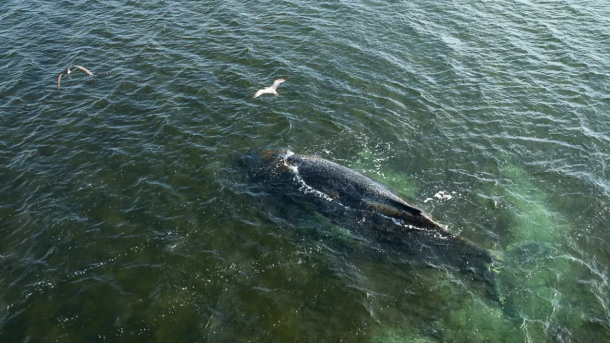 Eine Drohnenaufnahme herausgegeben von Greenpeace zeigt den Buckelwal in der Wismarbucht. Dem in der Wismarbuch liegenden Buckelwal geht es nicht gut. Einer Meeresschutz-Expertin der Organisation Greenpeace zufolge wirkt der Wal weiterhin allgemein geschwächt. +++ dpa-Bildfunk +++