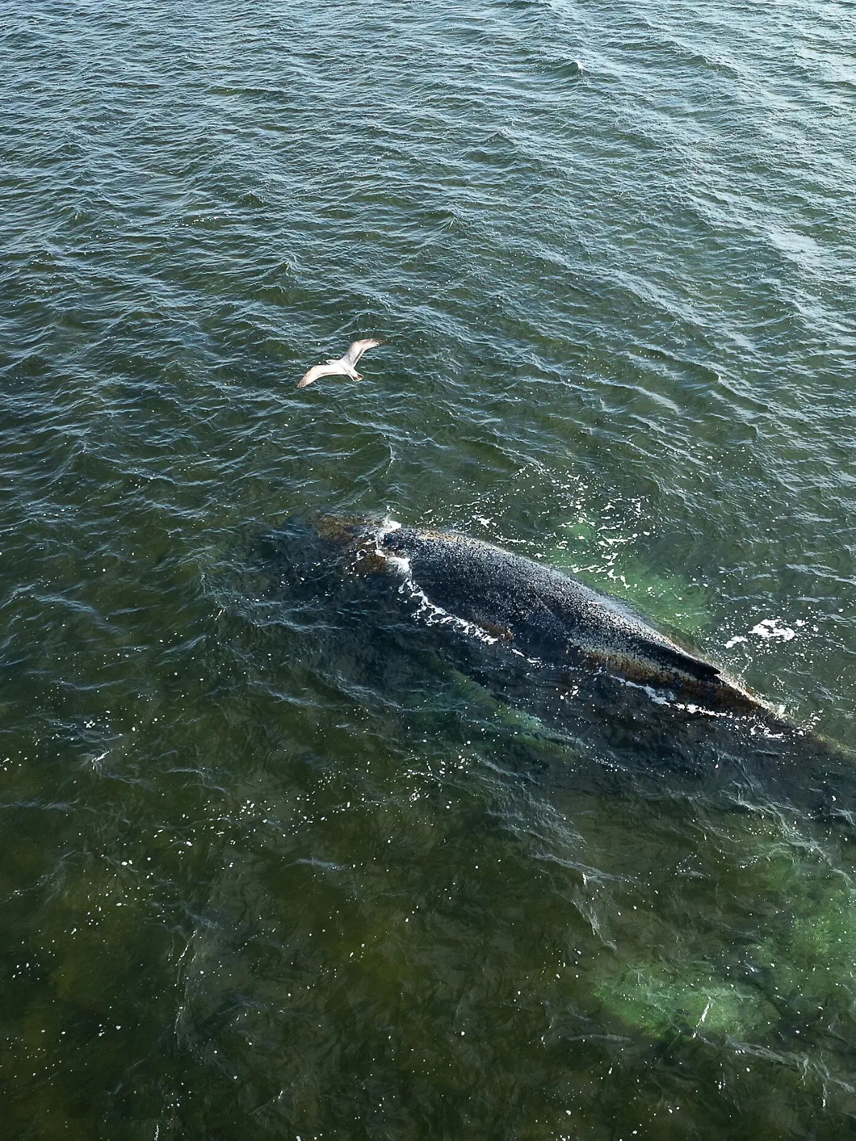 Eine Drohnenaufnahme herausgegeben von Greenpeace zeigt den Buckelwal in der Wismarbucht. Dem in der Wismarbuch liegenden Buckelwal geht es nicht gut. Einer Meeresschutz-Expertin der Organisation Greenpeace zufolge wirkt der Wal weiterhin allgemein geschwächt. +++ dpa-Bildfunk +++