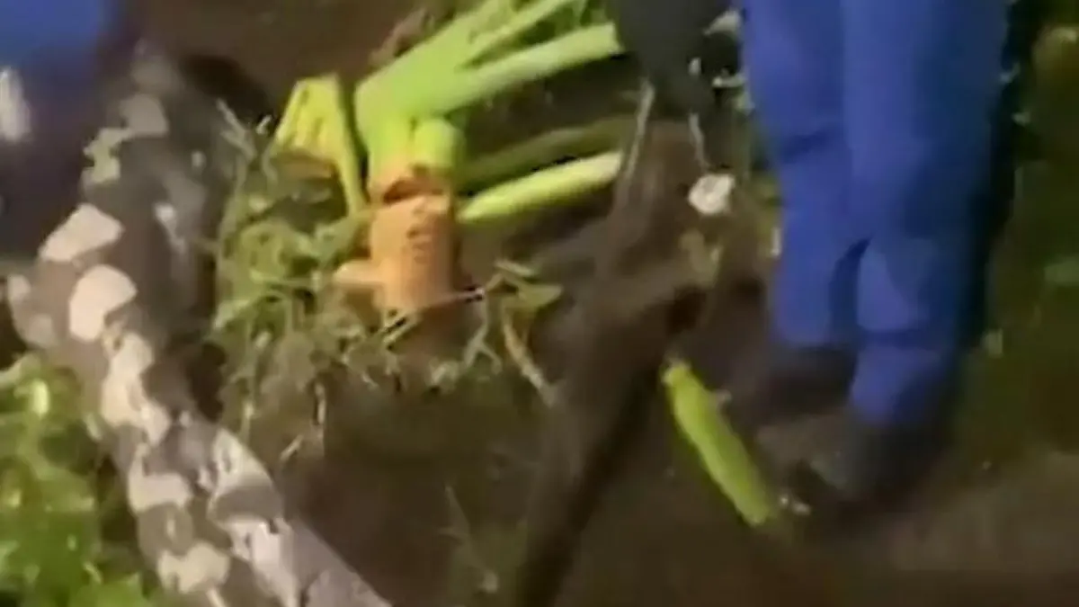 Landwirt sucht vermisstes Kalb – und findet es im Magen einer Python Schock-Fund in Malaysia