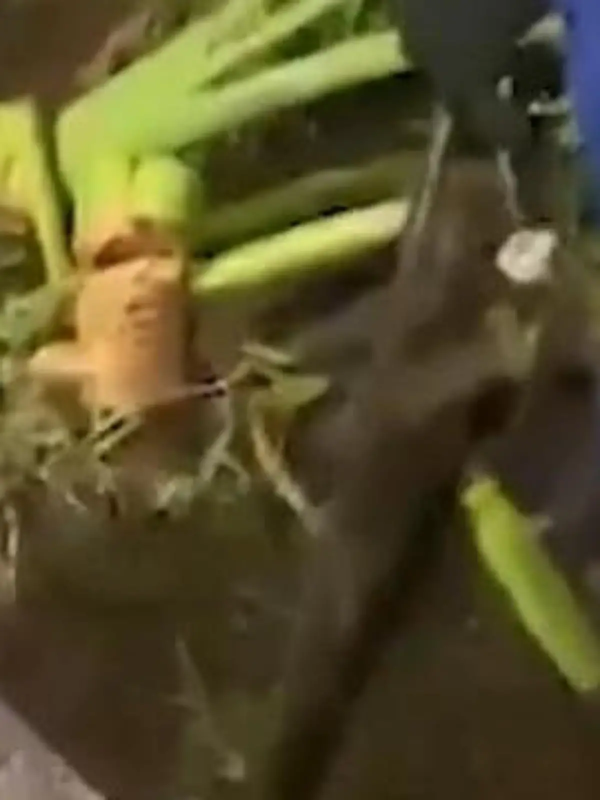 Bild zu: "Landwirt sucht vermisstes Kalb – und findet es im Magen einer Python"