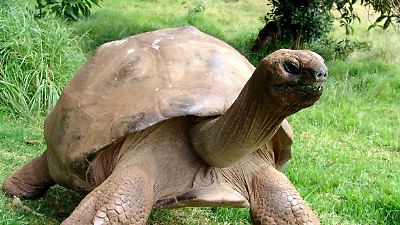 Schildkröte Jonathan ist quicklebendig - das steckt hinter der Todesmeldung