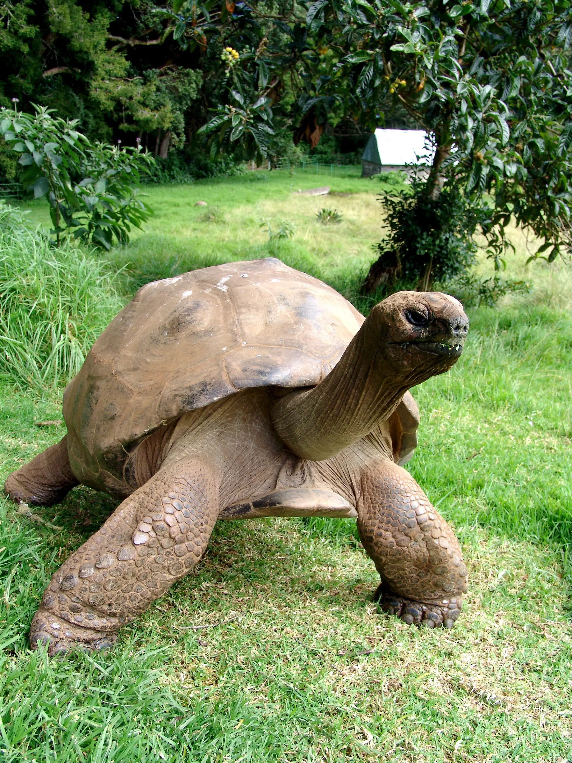 AKTU VB K+ älteste lebende Schildkröte