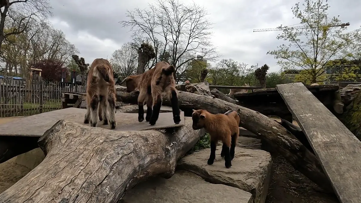 Nachwuchs im Kölner Zoo 17 Zicklein und zwei Lämmer