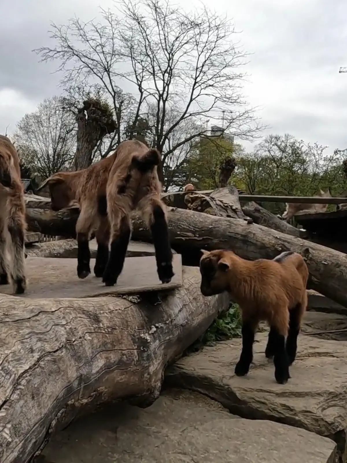 Bild zu: "Nachwuchs im Kölner Zoo"