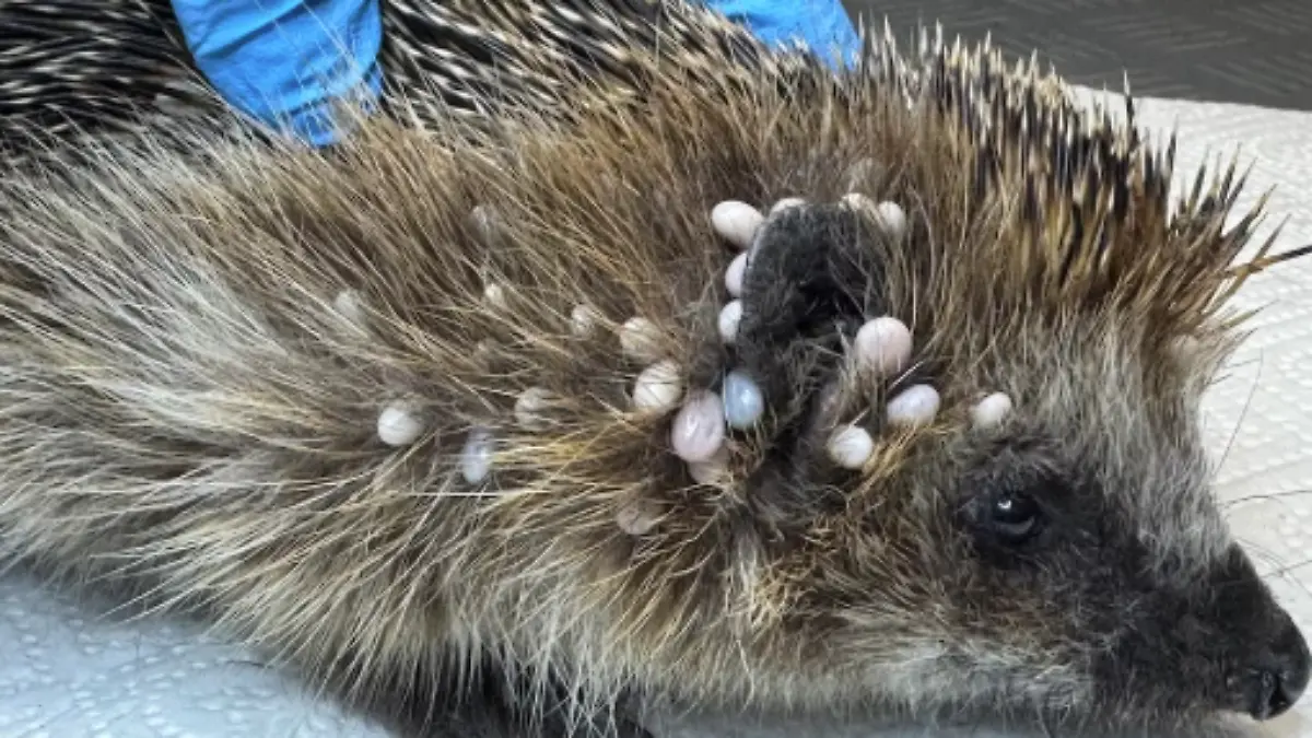 Wie konnte es so weit kommen? 