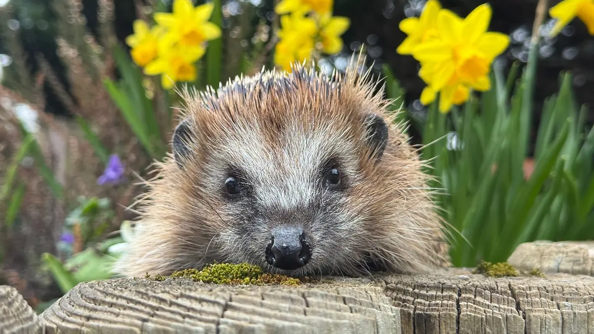 Für Pflegerin Otto-Link ein emotionaler Moment: „Deswegen musste ich auch eben ein schönes Bild machen mit Osterglocken im Hintergrund.“