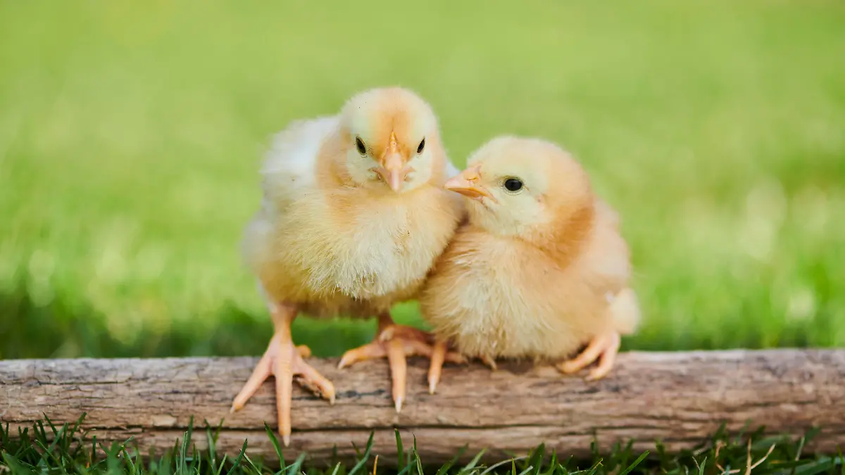 Hühnerküken Gallus domesticus auf Holz auf einer Wiese, Slowakei, Europa *** Chickens Gallus domesticus at Wood at a Meadow, Slovakia, Europe Copyright: imageBROKER/Davidx&xMichaxSheldon ibxshe08351749.jpg Bitte beachten Sie die gesetzlichen Bestimmungen des deutschen Urheberrechtes hinsichtlich der Namensnennung des Fotografen im direkten Umfeld der Veröffentlichung!