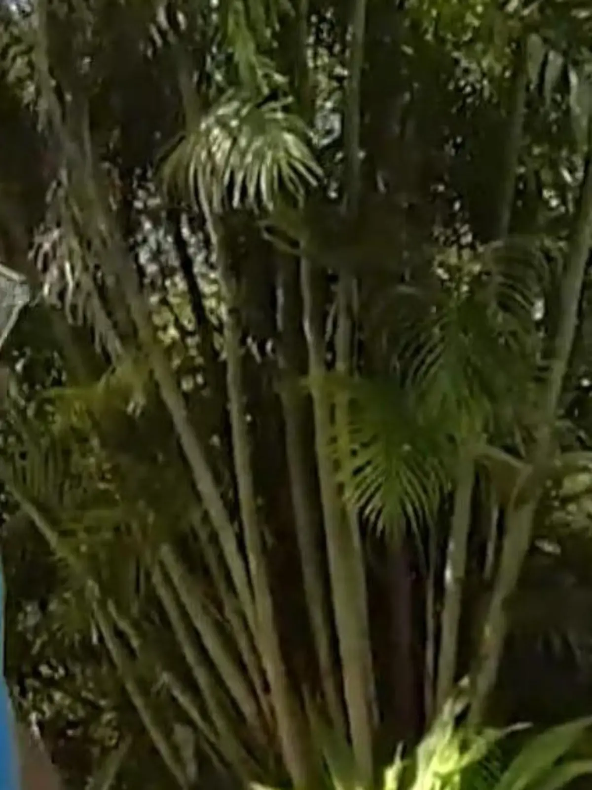 Bild zu: "Nach dem Unfall! Golf-Legende Tiger Woods will während Festnahme mit IHM telefoniert haben"