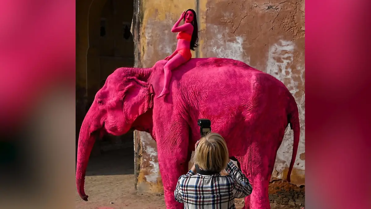 Pinker Elefant stirbt nach Kunstaktion in Indien! Fotografin bekommt Todesdrohungen Shitstorm nach Fotoshooting