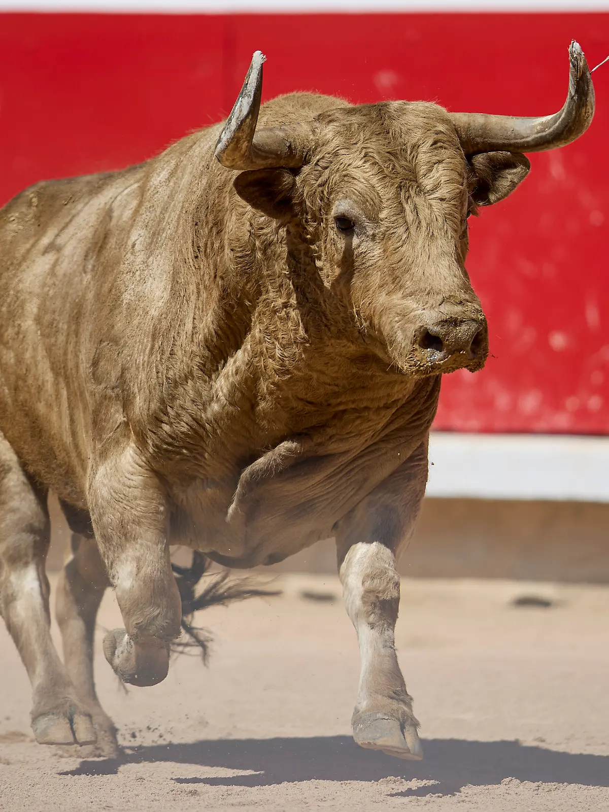 July 7, 2024, Pamplona, Navarre, Spain: Recortadores group performance in the bullring of the San Fermin Festival in Pamplona, northern Spain. (Credit Image: Â© Ruben Albarran/ZUMA Press Wire