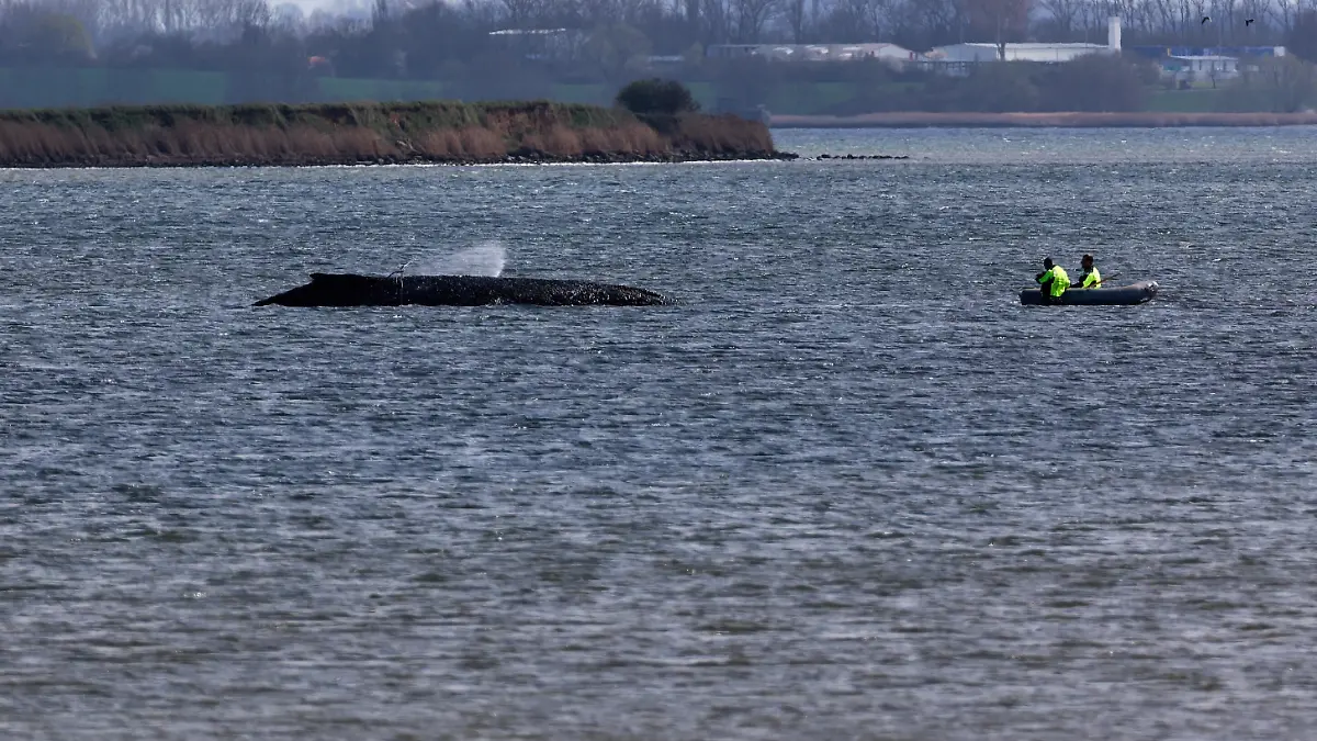 Einsatzkräfte der Feuerwehr benetzen den Rücken des Wals, der aus dem Wasser ragt. Der vor Wismar gestrandete Buckelwal ist noch am Leben.