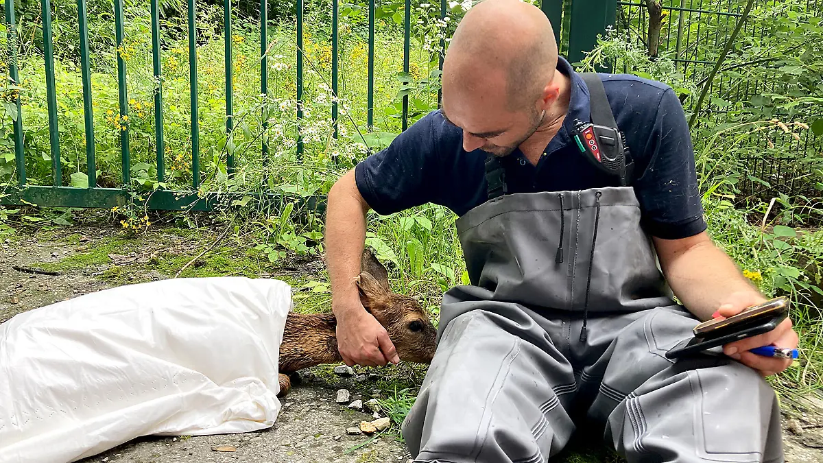 Der Feuerwehrmann hat das erschöpfte Rehkitz nach seiner Rettung versorgt.
