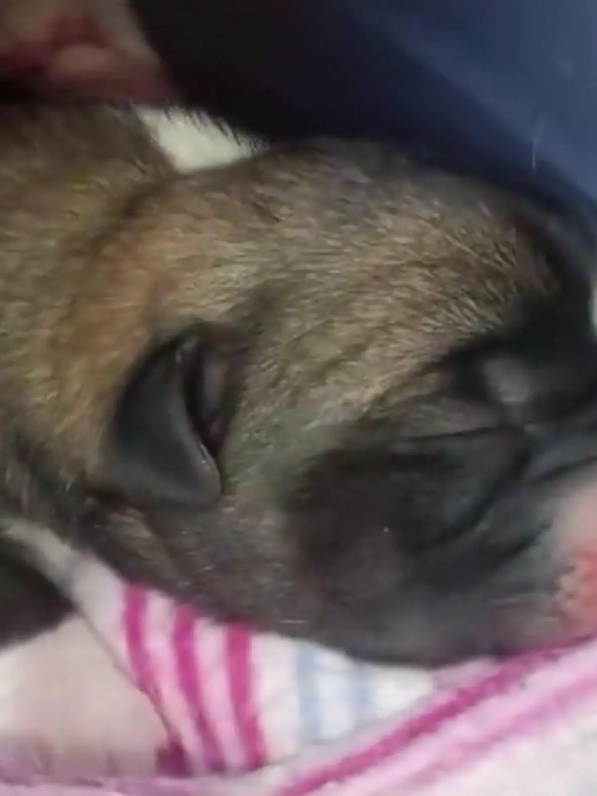 Bild zu: "Ein Hundebaby ist tot! Männer werfen drei Welpen in Mülleimer"