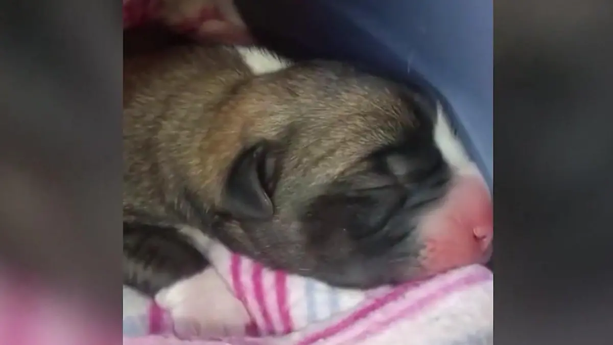 Ein Hundebaby ist tot! Männer werfen drei Welpen in Mülleimer Herzlos-Aktion schockiert