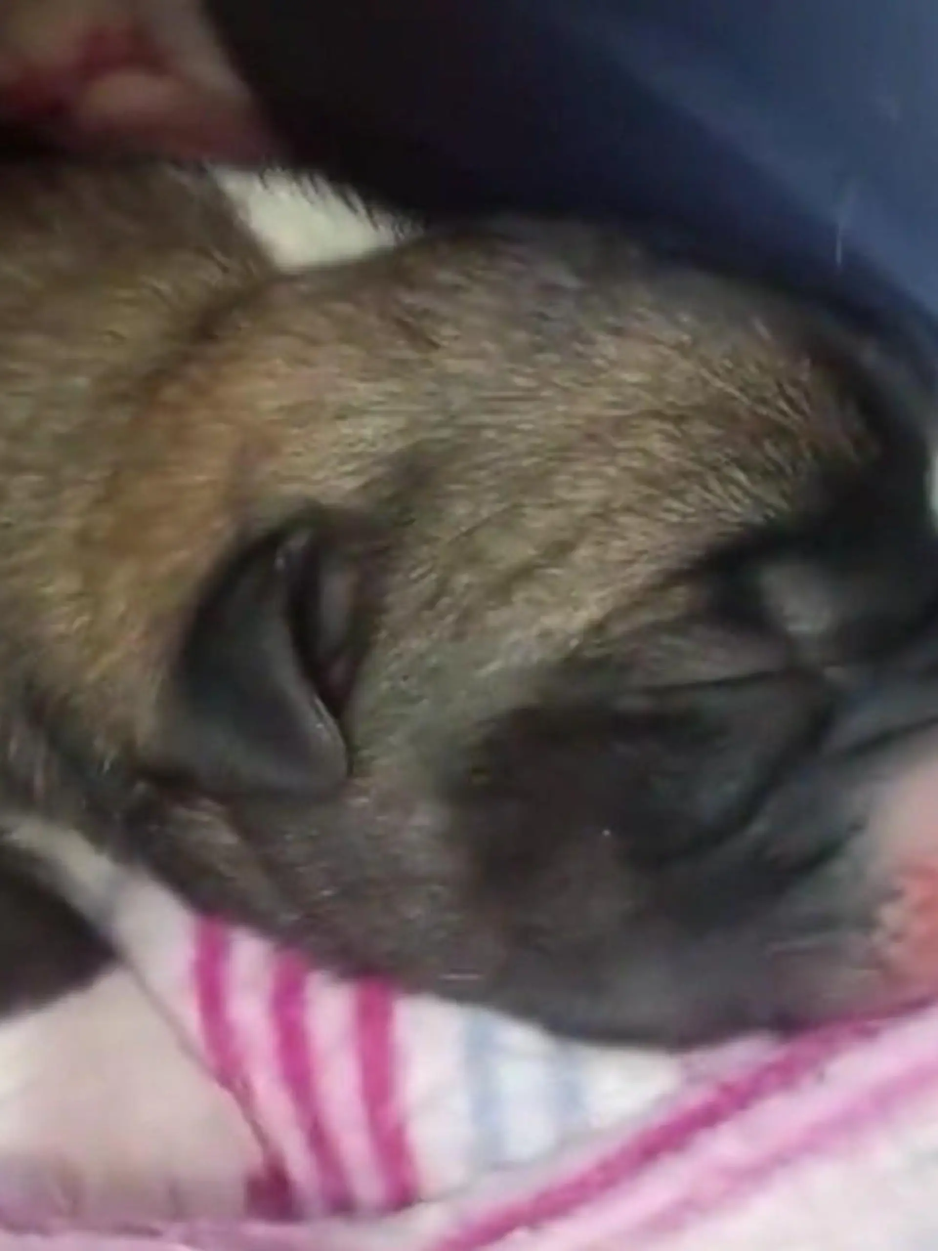 Bild zu: "Ein Hundebaby ist tot! Männer werfen drei Welpen in Mülleimer"
