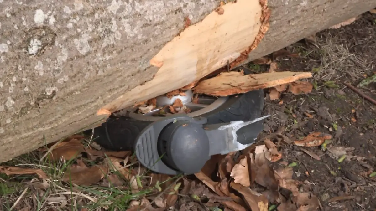 Das Rad eines Kinderwagens liegt eingeklemmt unter dem umgestürzten Baum in einem Waldstück nahe Flensburg.