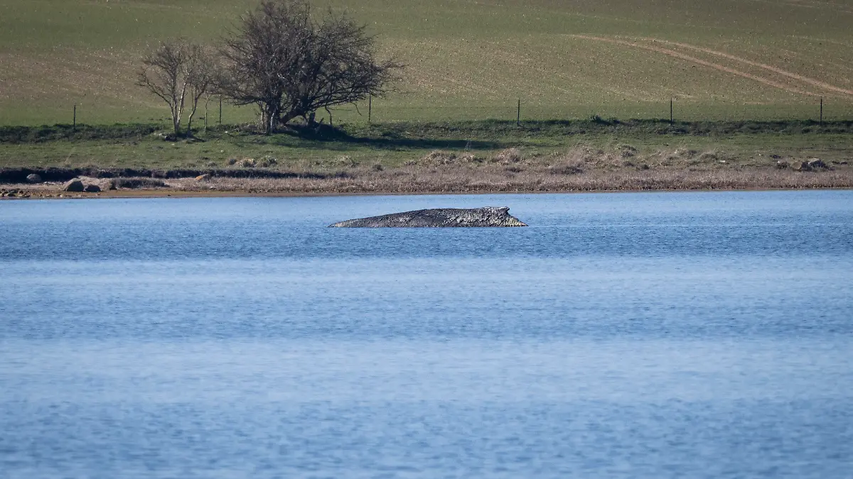 Der Buckelwal liegt vor der Insel Poel. Die Rettungsversuche für den vor Wismar erneut gestrandeten Wal werden eingestellt. Das Tier solle an seinem jetzigen Liegeplatz in Ruhe gelassen werden, sagte Mecklenburg-Vorpommerns Umweltminister Backhaus. +++ dpa-Bildfunk +++