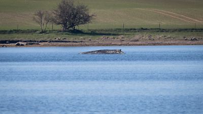 Minister will Buckelwal in der Ostsee mit Katamaran retten