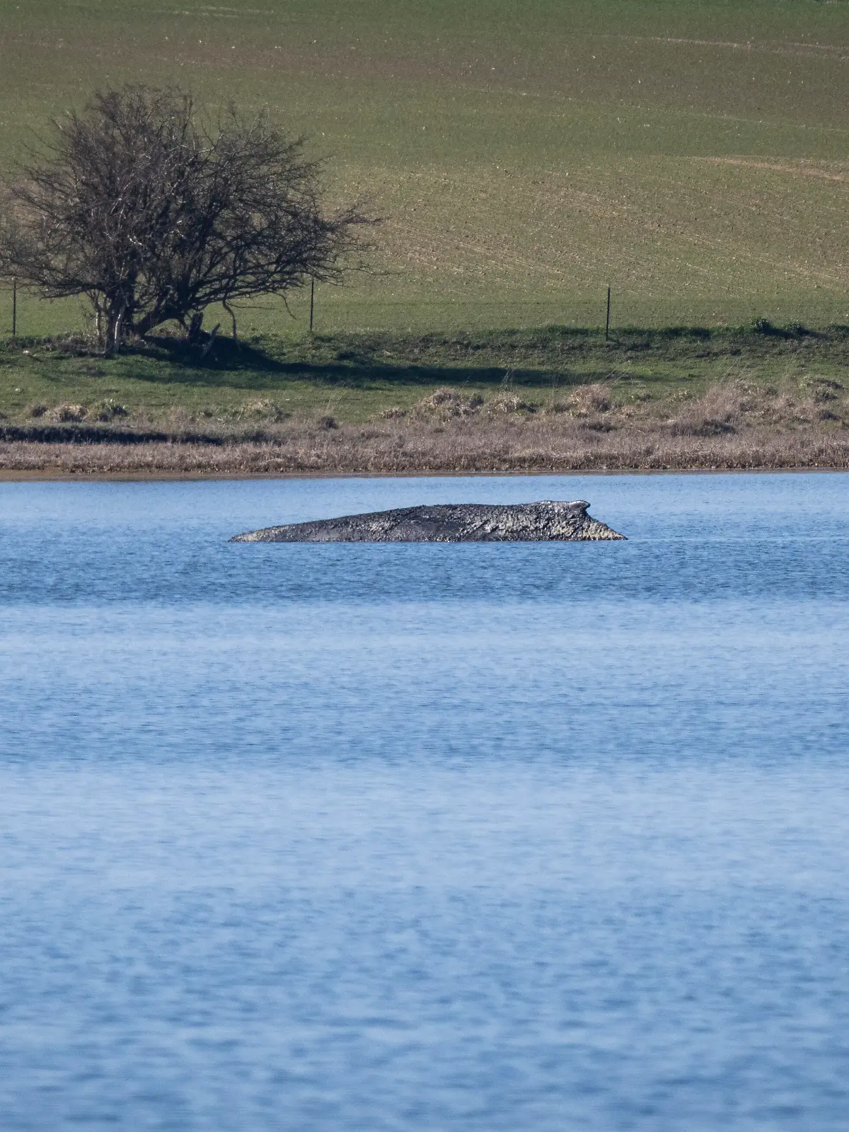 Der Buckelwal liegt vor der Insel Poel. Die Rettungsversuche für den vor Wismar erneut gestrandeten Wal werden eingestellt. Das Tier solle an seinem jetzigen Liegeplatz in Ruhe gelassen werden, sagte Mecklenburg-Vorpommerns Umweltminister Backhaus. +++ dpa-Bildfunk +++