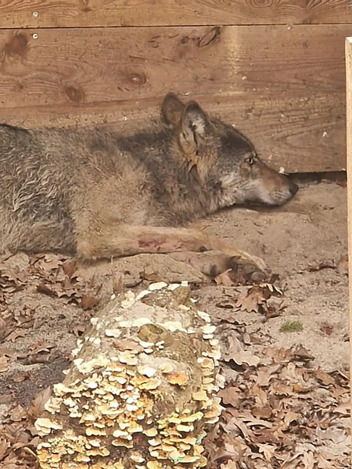 Bild zu: "Wolf nach Attacke in Hamburg wieder frei"