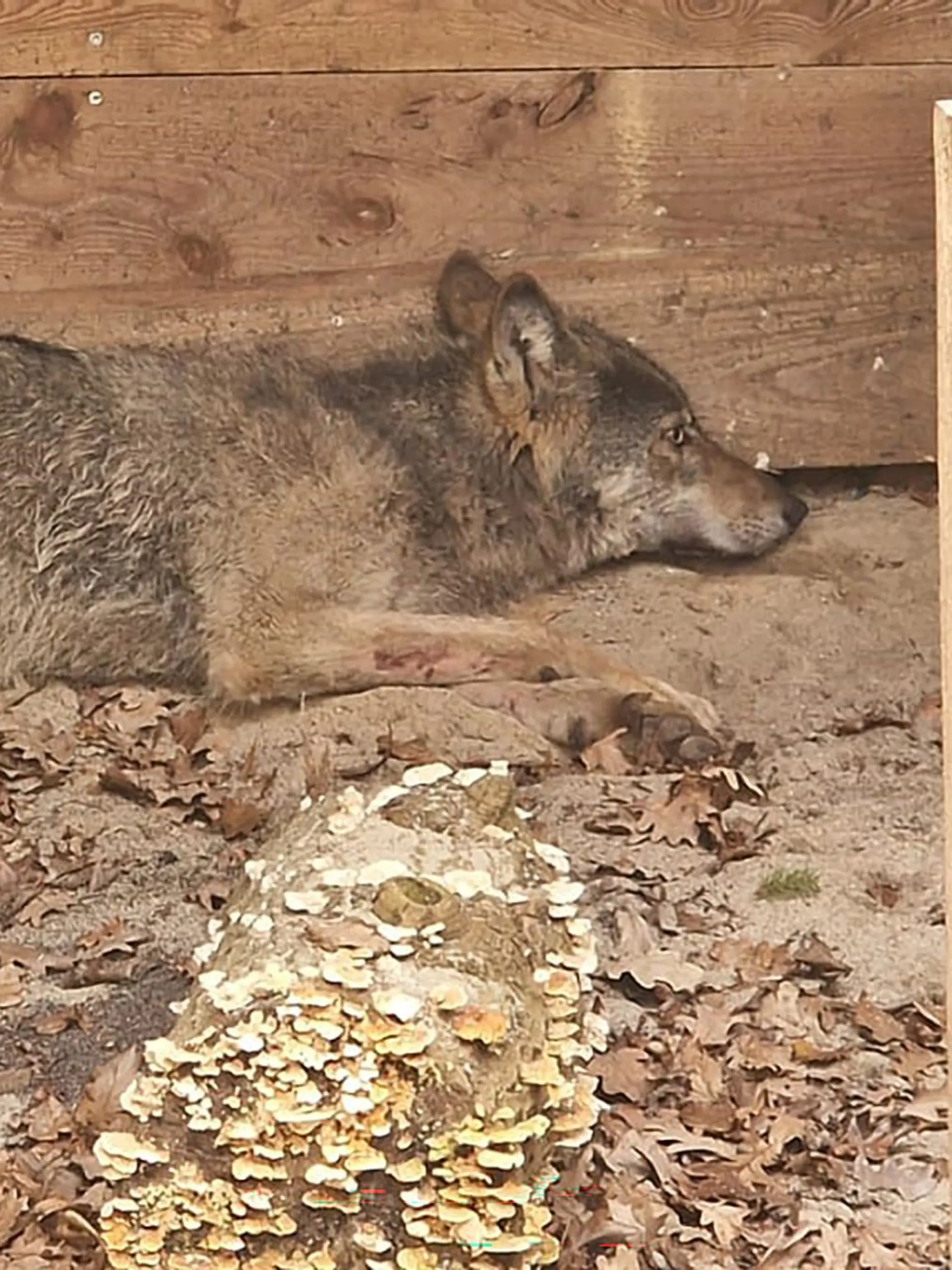 Bild zu: "Wolf nach Attacke in Hamburg wieder frei"