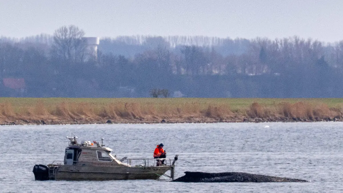 DeutschlandWal stirbt vor Insel Poel Vor der Insel Poel in Mecklenburg- Vorpommern ist ein Wal gestrandet und liegt im Sterben. Mit Hilfe von Schlauchbooten soll verhindert werden das der Wal weiter in die Bucht vor den Hafen Kirchdorf treibt. Zahlreiche Rettungsversuche scheiterten den verletzten Wal zu Retten. Demonstranten auf der Insel Poel und in Wismar fordern das die Hilfe nicht abgebrochen wird. Der Wal wird Rund um die Uhr von Helfern und der Polizei bewacht. Es wurde eine Sperrzone von 500 Meter um den Wal eingerichtet. *** Germany Whale dies off Poel Island A whale has beached off Poel Island in Mecklenburg-Western Pomerania and is dying Inflatable boats are being used to prevent the whale from drifting further into the bay